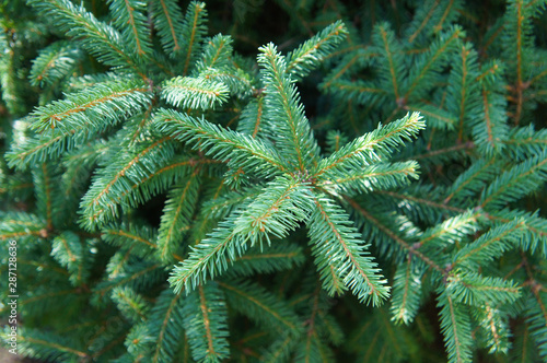 white spruce picea glauca tree