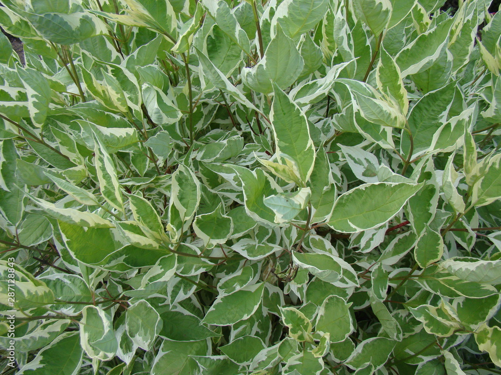 Green foliage for background. White border around the edges of the leaves. Green foliage for background. White border around the edges of the leaves.