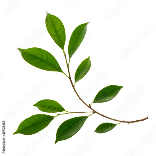 Fresh green leaves branch macro shot isolate on white background