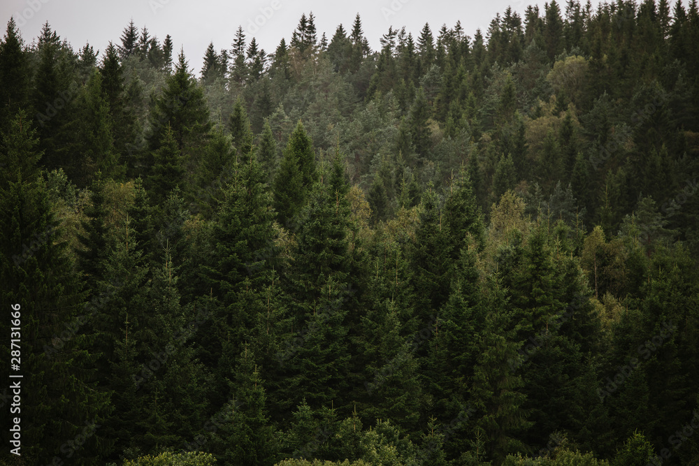 Evergreen mountain forest in Norway Evergreen mountain forest in Norway