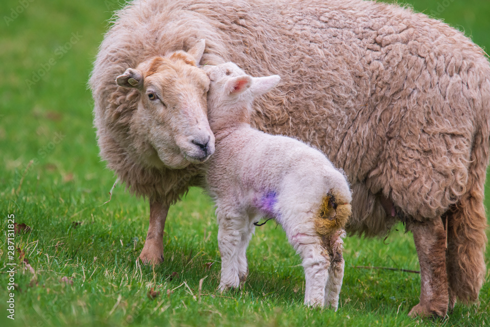 newborn welsh lamb whispering to its mother ewe sheep in a farmers field in South Wales UK with umbilical cord still attached and dung on its back end newborn welsh lamb whispering to its mother ewe sheep in a farmers field in South Wales UK with umbilical cord still attached and dung on its back end