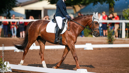 Horse (dressage horse) with rider on a horse show during a dressage competition.. © RD-Fotografie