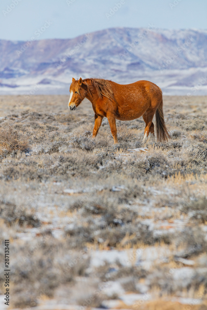 Wild Horses, Pregnant Mares Wild Horses, Pregnant Mares