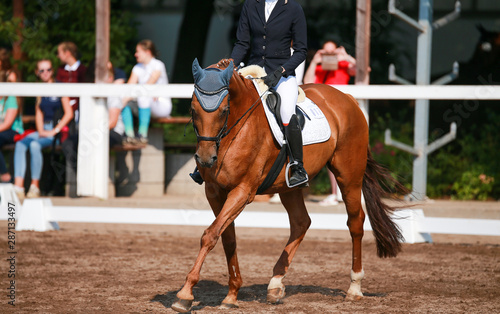 Horse (dressage horse) with rider on a horse show during a dressage competition..