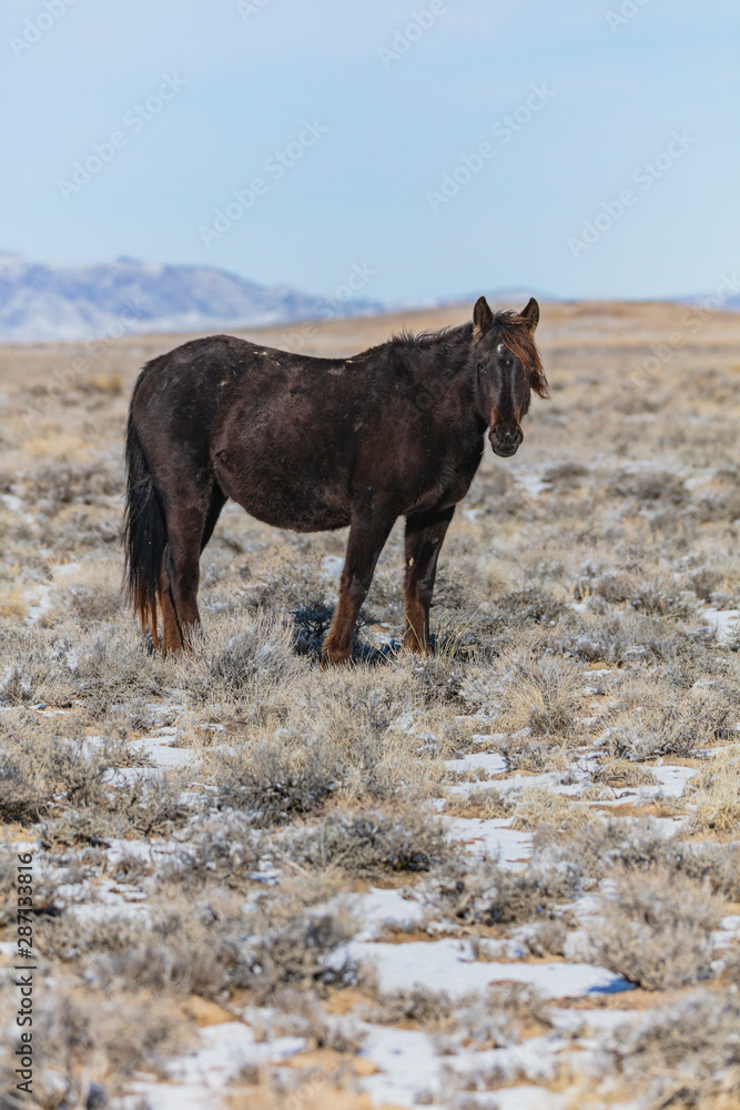 Wild Horses, Pregnant Mares Wild Horses, Pregnant Mares