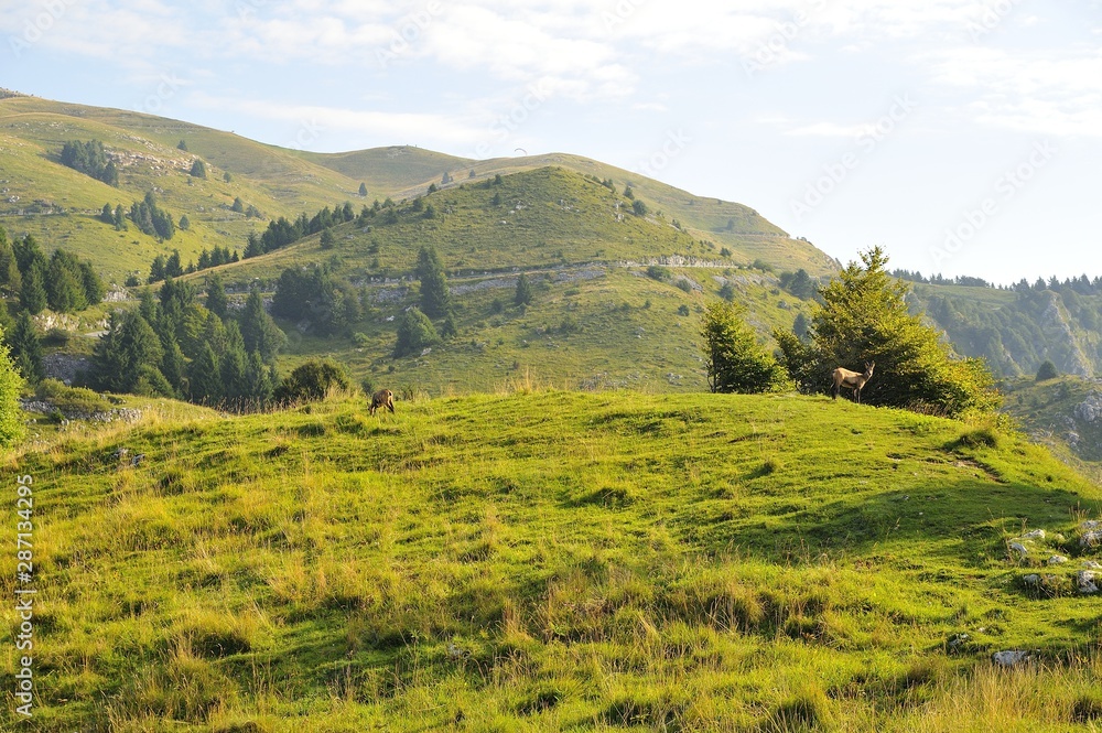 pair of chamois graze the grass of the dolomites in Italy on the tourist park 