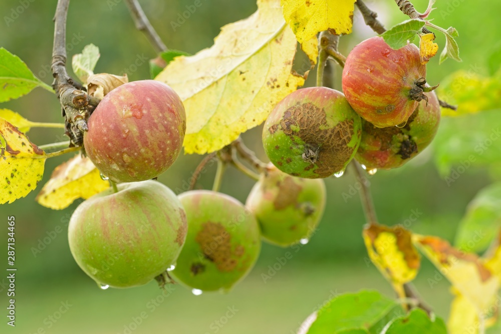 Green and red apples ripening on tree Green and red apples ripening on tree