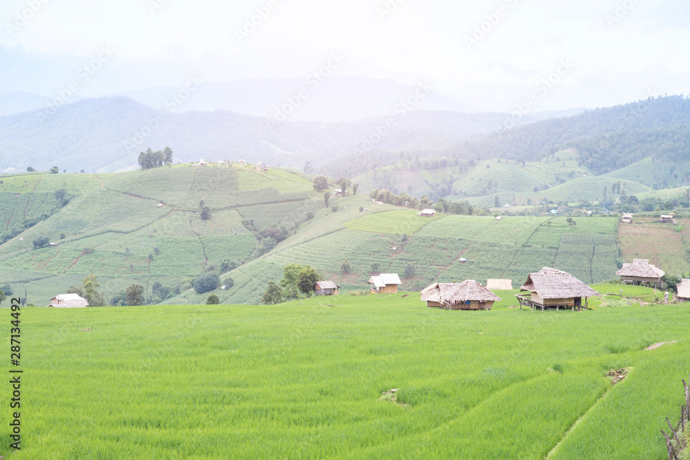 Terraced rice field  in Pa Pong Pieng , Mae Chaem, Chiang Mai, Thailand.