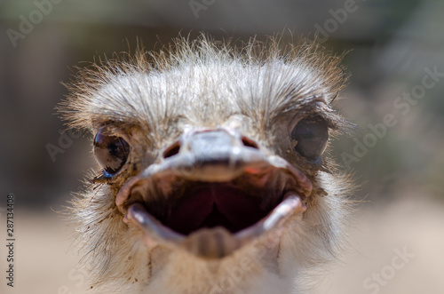 Close up photo of funny ostrich head with an opened beak © vadiml