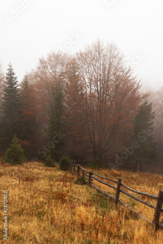 A beautiful autumn dawn in the Ukrainian Carpathian Mountains  with fogs in the valleys and forests  and yellow-red trees.