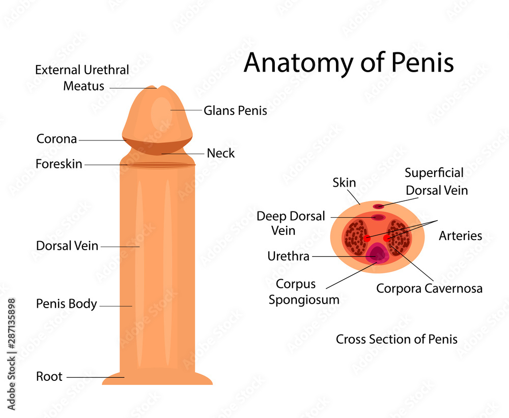 Medical anatomy of penis vector ilustration for medical purposes Stock  Vector | Adobe Stock