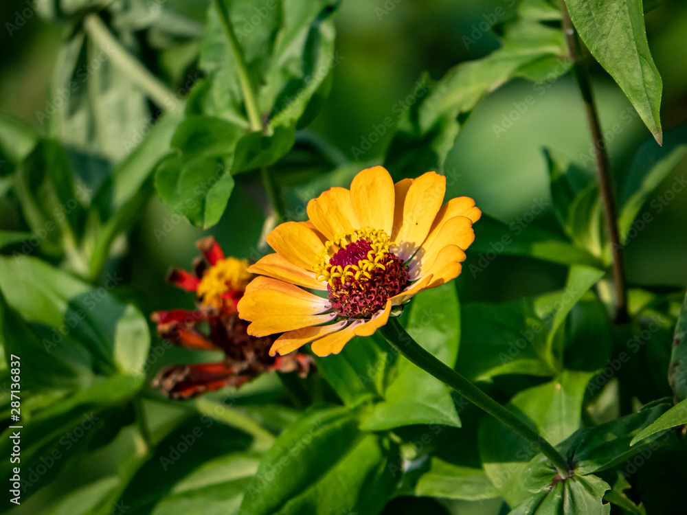 golden marigold in a Japanese garden golden marigold in a Japanese garden