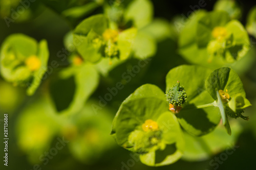 green yellow flower macro photo in summer
