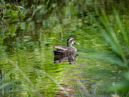 eastern spot-billed duck in Izumi River photo