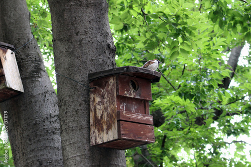 sparrow sitting on the roof of birdhouse