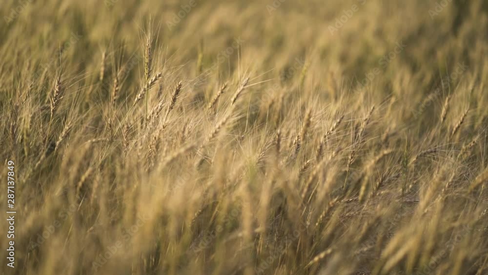 Russian field sown with wheat on a sunny day Russian field sown with wheat on a sunny day