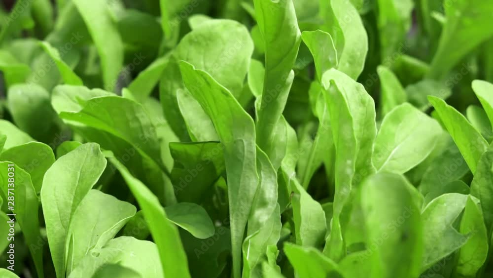 spinach leaves close up crop spinach leaves close up crop