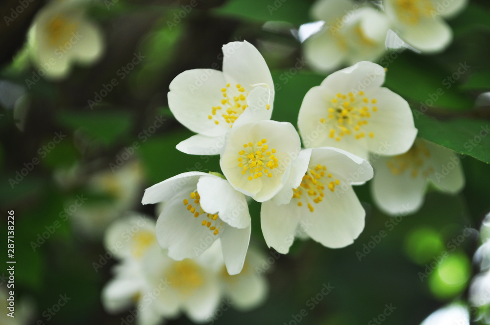 white flower jasmine white flower jasmine