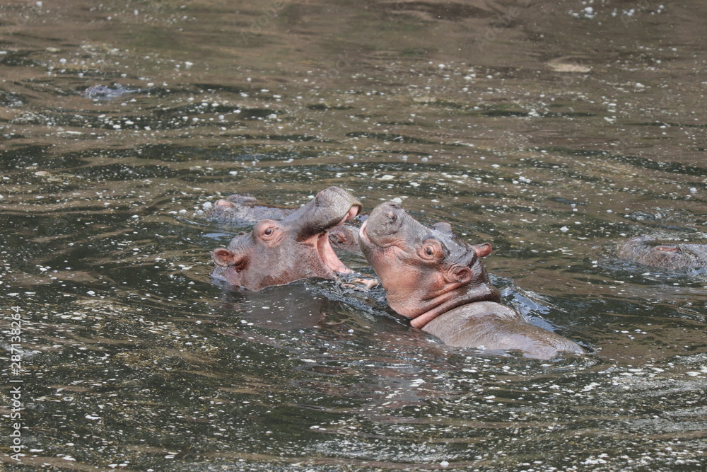 Fototapeta premium Hippopotamus fighting, Masai Mara National Park, Kenya.