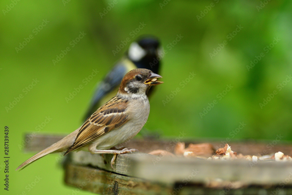 Eurasian tree sparrow eats sunflower on the fodder rack Eurasian tree sparrow eats sunflower on the fodder rack