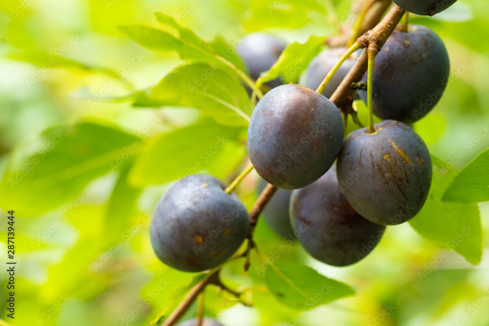 Closeup of branch with ripe plums in garden Closeup of branch with ripe plums in garden