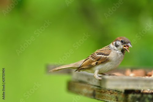 Bird tree sparrow eating sunflower grain and seeds on fodder rack in summer 