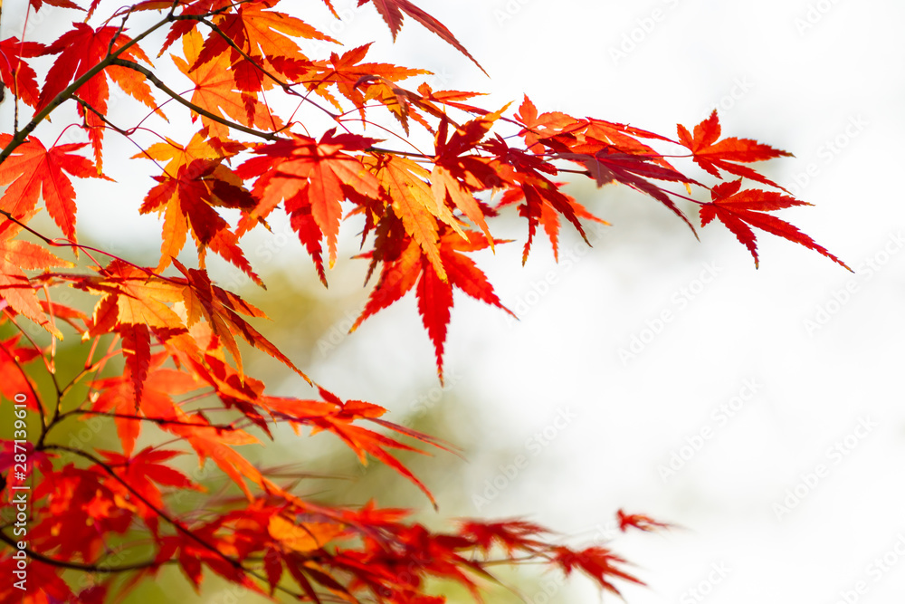 紅葉/秋のイメージ 紅葉/秋のイメージ