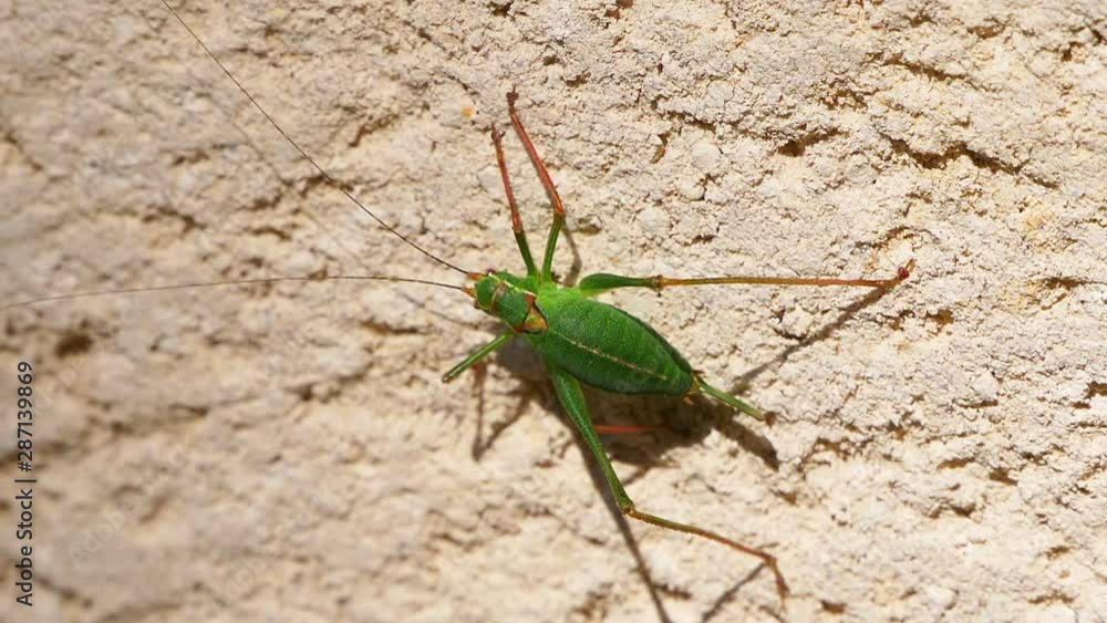 Slow motion of grasshopper walking on a coating surface at the garden. Macro shot. Slow motion of grasshopper walking on a coating surface at the garden. Macro shot.