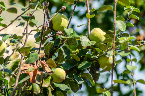 Mature fruits of yellow quince. Bunch of yellow quince fruits growing on the bush at countryside