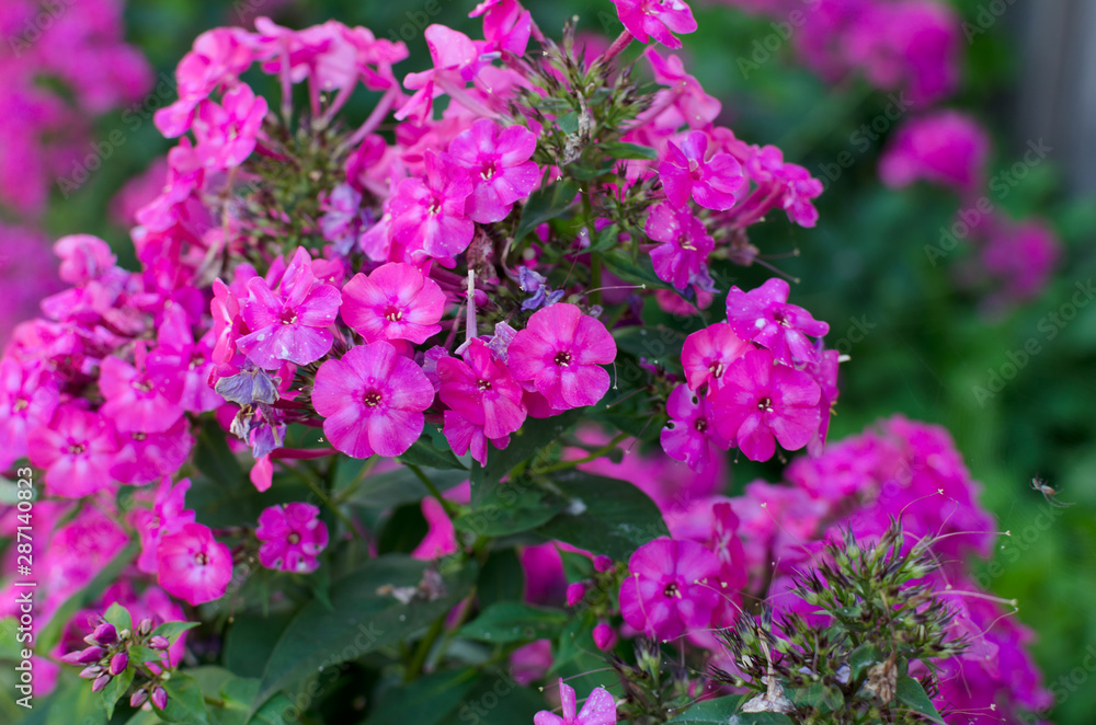 Phlox, beautiful pink flowers outdoor Phlox, beautiful pink flowers outdoor