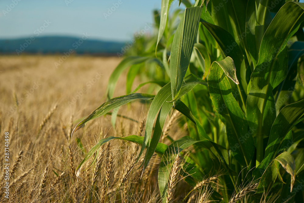 Fototapeta premium Russian field sown with wheat and corn on a sunny day
