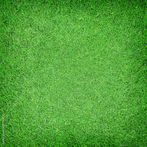 Green grass natural background. Top view