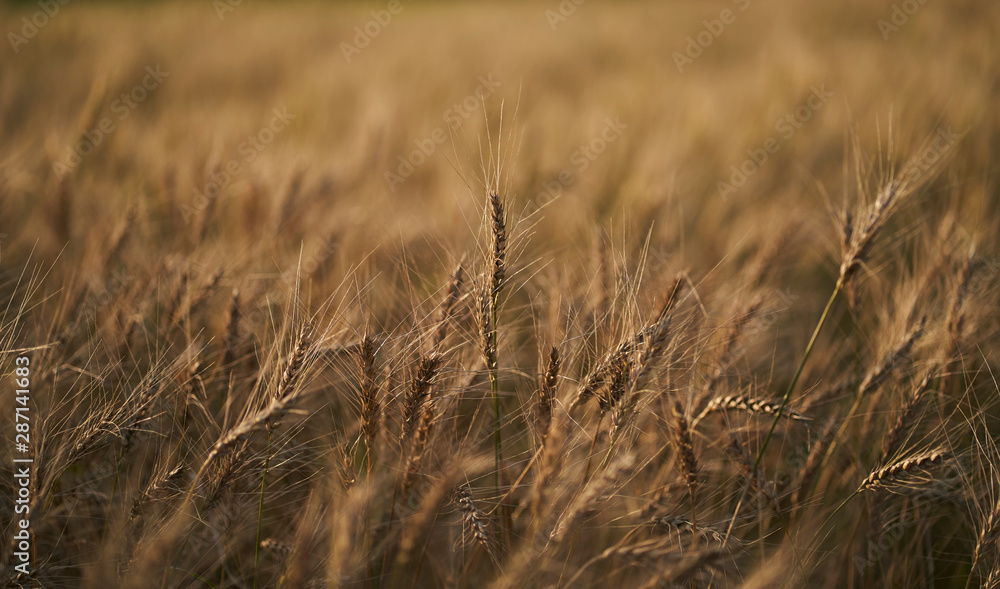 Fototapeta premium Russian field sown with wheat on a sunny day