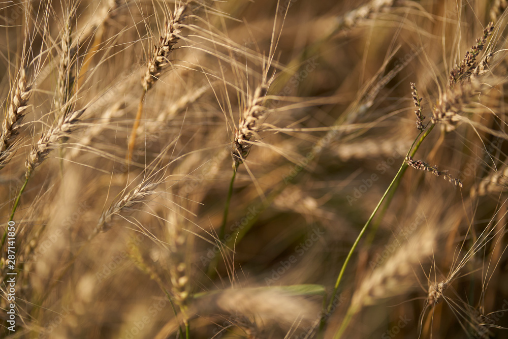 Fototapeta premium Russian field sown with wheat on a sunny day