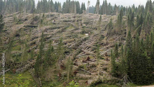 many fallen trees in mountain