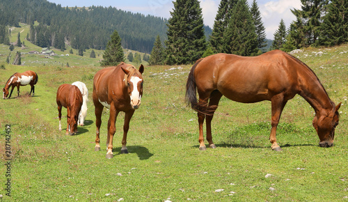 family of horses in mountain © ChiccoDodiFC