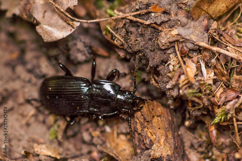 glossy black beetle in forest