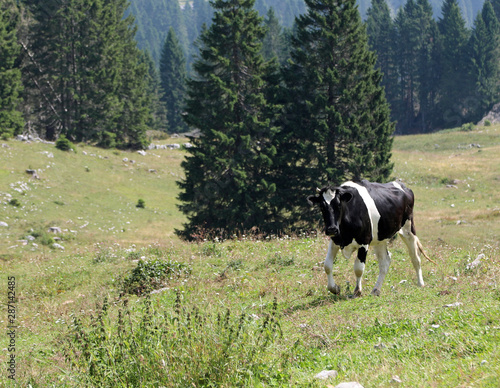 black and white cow in mountain