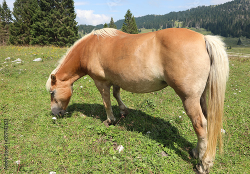 alone brown horse eating green grass