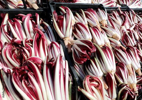 Red chicory also called Radicchio Tardivo in Italian language at photo