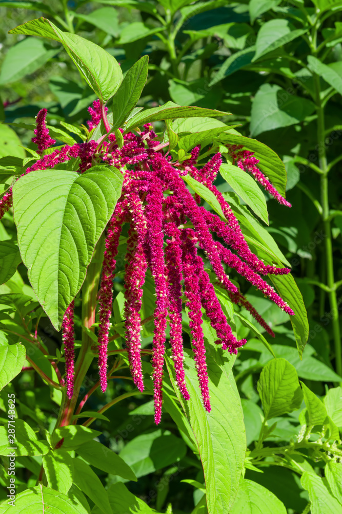 Medicinal and food plant with purple flowers and green leaves Spiny amaranth, spiny pig weed, (Amaranthus Spinosus) Medicinal and food plant with purple flowers and green leaves Spiny amaranth, spiny pig weed, (Amaranthus Spinosus)