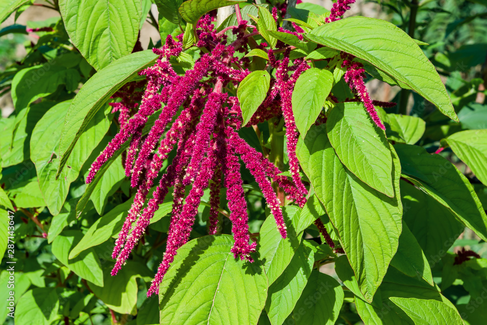Medicinal and food plant with purple flowers and green leaves Spiny amaranth, spiny pig weed, (Amaranthus Spinosus) Medicinal and food plant with purple flowers and green leaves Spiny amaranth, spiny pig weed, (Amaranthus Spinosus)