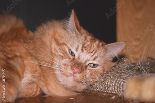 Complacent ginger cat lying on a floor with a sleepy face. photo