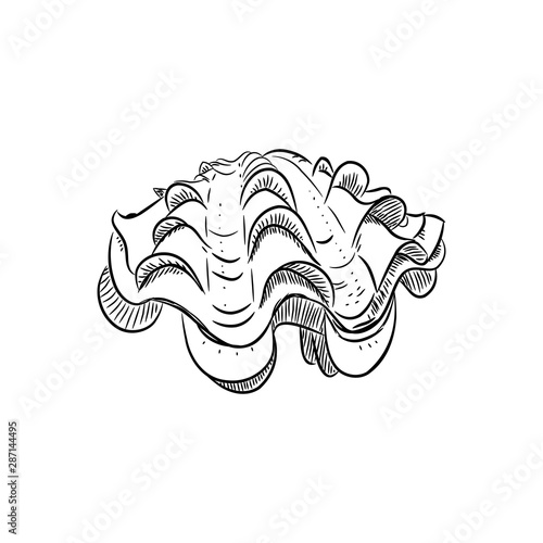 tridacna squamosa, bivalves are a large class of molluscs, also known as pelecypods. Sketch black contour isolated on white background. Vector