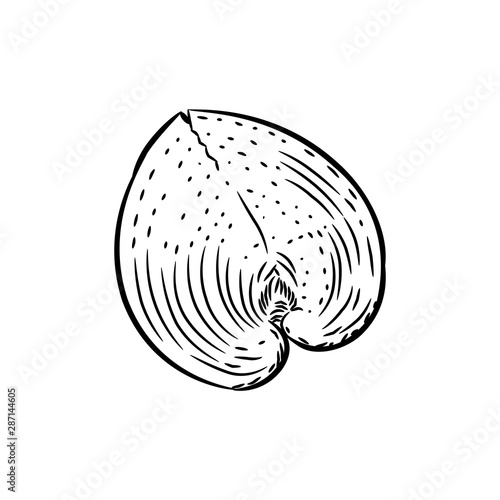 sea shells rare endangered species, Cardiidae bivalve molluscs Gastropoda Corculum cardissa or the heart cockle Indo-Pacific region. Sketch black contour on white background. Vector