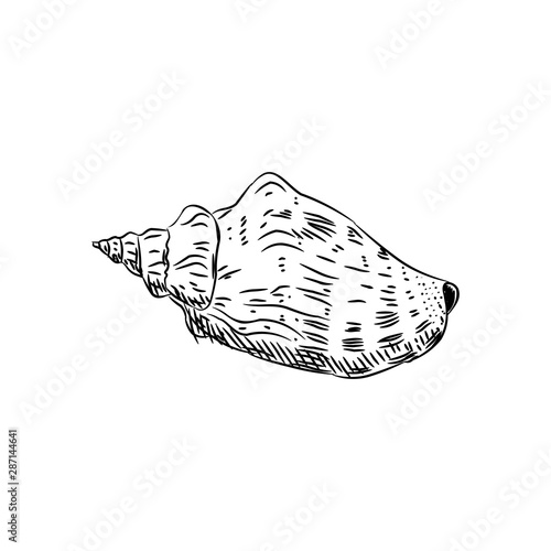 sea shells Cypraecassis is a genus of medium-sized to large sea snails, marine gastropod mollusks in the family Cassidae. Sketch black contour on white background. Vector
