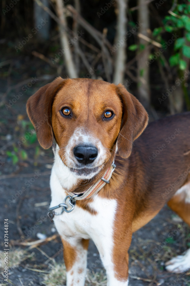 Brown and White Pet dog in Outdoor Brown and White Pet dog in Outdoor