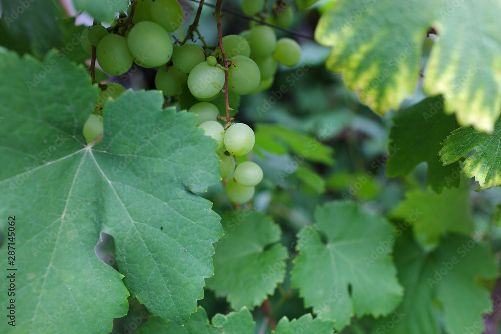 Bunch of young fresh green ripe grape fruit on green leaves under soft sunlight in vineyard at the harvest season, viticulture planting in organic winery farm to produce the red win Bunch of young fresh green ripe grape fruit on green leaves under soft sunlight in vineyard at the harvest season, viticulture planting in organic winery farm to produce the red win
