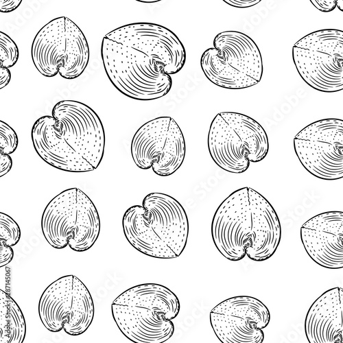 seamless pattern sea shells rare endangered species, Cardiidae bivalve molluscs Gastropoda Corculum cardissa or the heart cockle Indo-Pacific region. Sketch black contour on white background. Vector