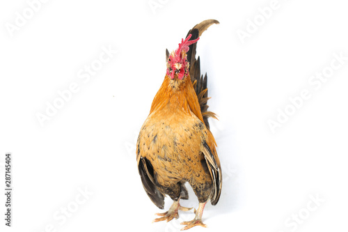 Fotografía Rooster bantam chicken or Ayam kate is any small variety of fowl, especially chi